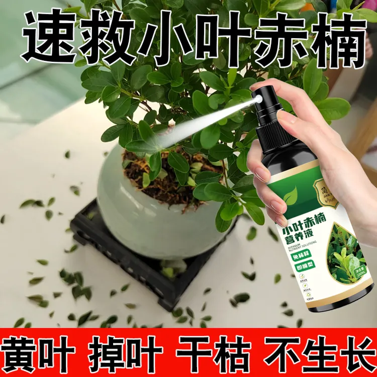【急救】小叶赤楠肥料防治黄叶掉叶烂根促生长赤楠盆栽专用肥营养