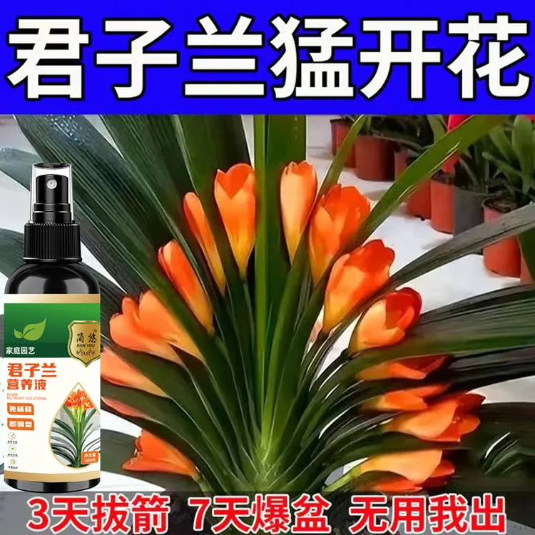 【一喷拔箭】君子兰营养液催花促箭剂专治不开花黄叶烂根防夹箭