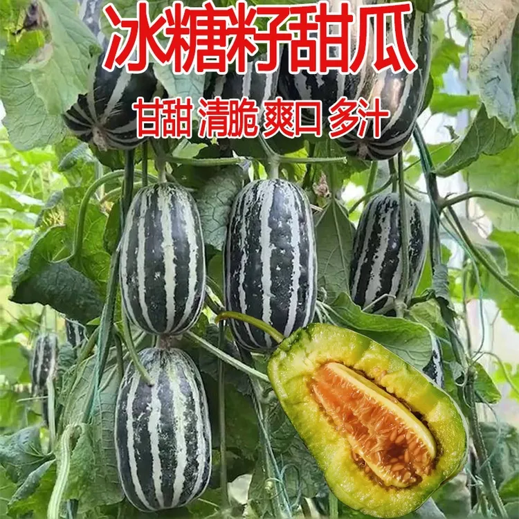 【新疆包邮】冰糖子甜瓜种子高产花蜜特甜四季水果蔬菜简单种植