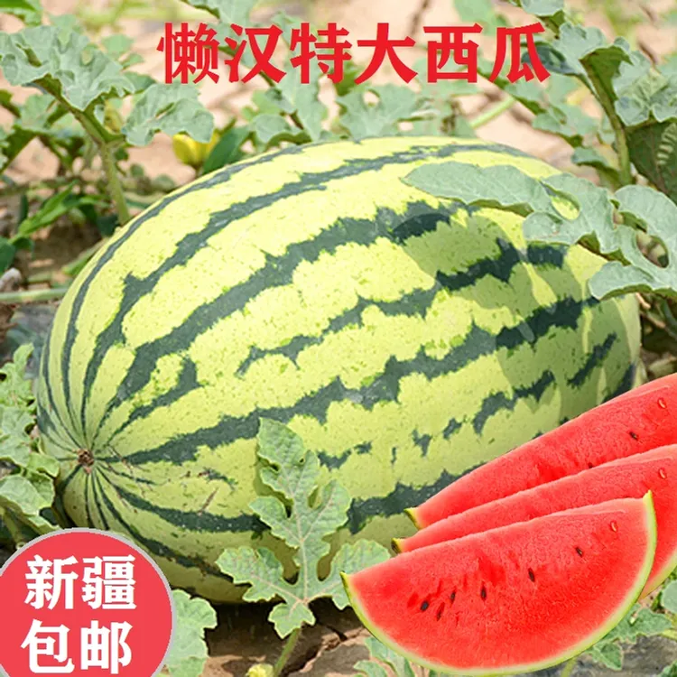 【新疆包邮】懒汉西瓜种子四季种植适应性强早熟西瓜种籽园艺种植