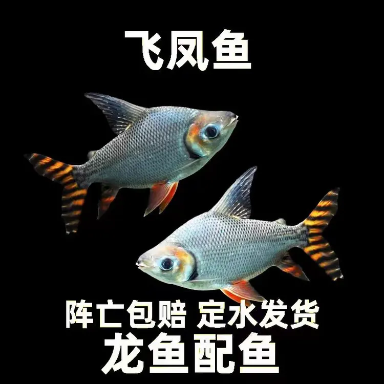 飞凤鱼直纹飞凤花纹飞凤鱼热带观赏鱼龙鱼耐活混养配鱼鱼苗中层