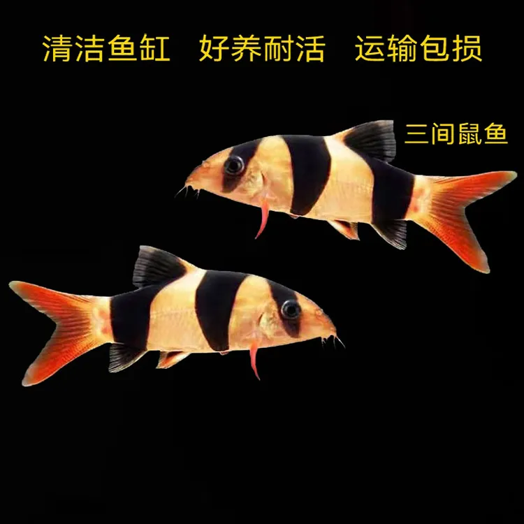 三间鼠鱼活体鱼进口清洁中大三间鼠底层工具鱼热带观赏鱼龙鱼配鱼