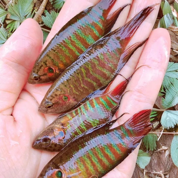 中国斗鱼活体活鱼冷水淡水观赏鱼好养耐活金鱼小型菩萨鱼苗观赏鱼