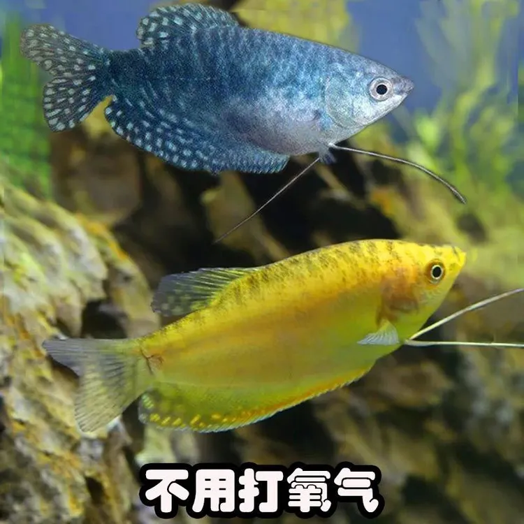 金鱼风水鱼好养耐活不打氧鱼曼龙鱼活体观赏鱼淡水鱼中型练手鱼苗