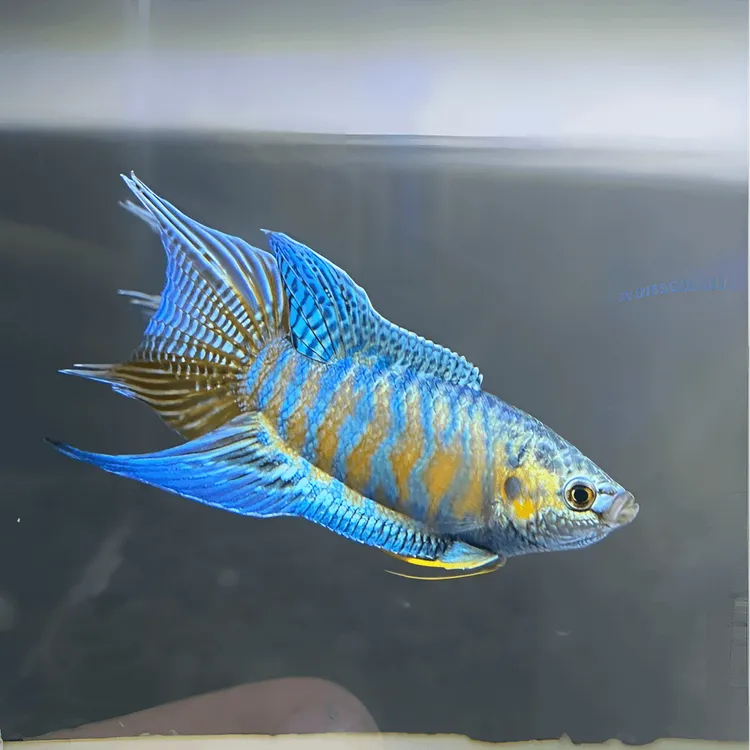 中国斗鱼普叉蓝叉冷水原生活体观赏鱼好养耐活无需打氧