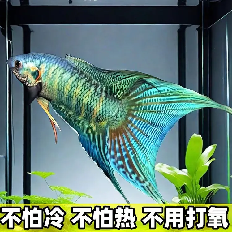 鱼苗奥火蓝叉改良巨普蓝色普叉观赏鱼淡水免打氧免换水小型叉尾