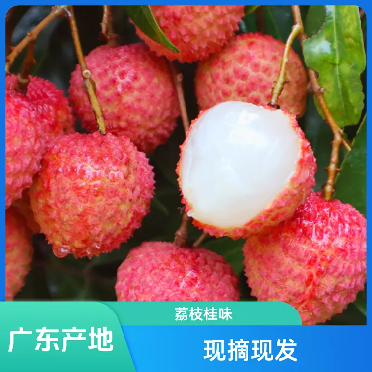 广东连接东莞桂味荔枝新鲜现摘当季水果高端送礼精品3斤整箱空运