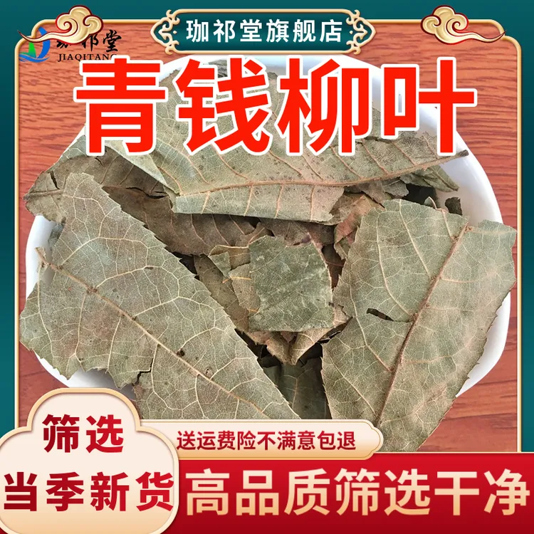 青钱柳叶中药材新鲜干货青钱柳叶子摇钱树叶子青钱李叶