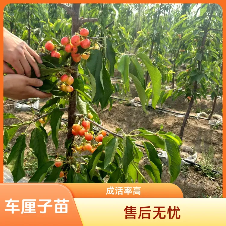 车厘子大樱桃盆栽树苗 带美植带 加基质土发货 成活率高 