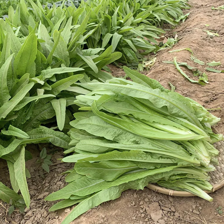 米香季节油麦菜种植健康种子蔬菜菜苗蔬菜种子茼蒿种子四季油麦菜