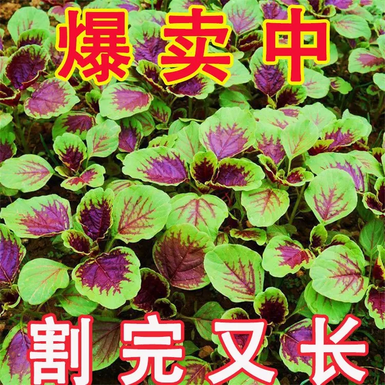 红苋菜种子春夏新鲜青菜种籽野菜四季盆栽阳台蔬菜种子汉菜种籽