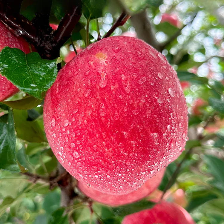 陕西延安洛川红富士苹果5斤装新鲜水果脆甜多汁