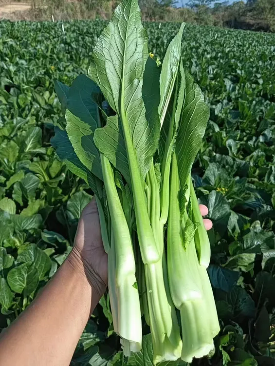连州迟菜心4号菜心3斤/5斤/10斤装广东省顺丰包邮