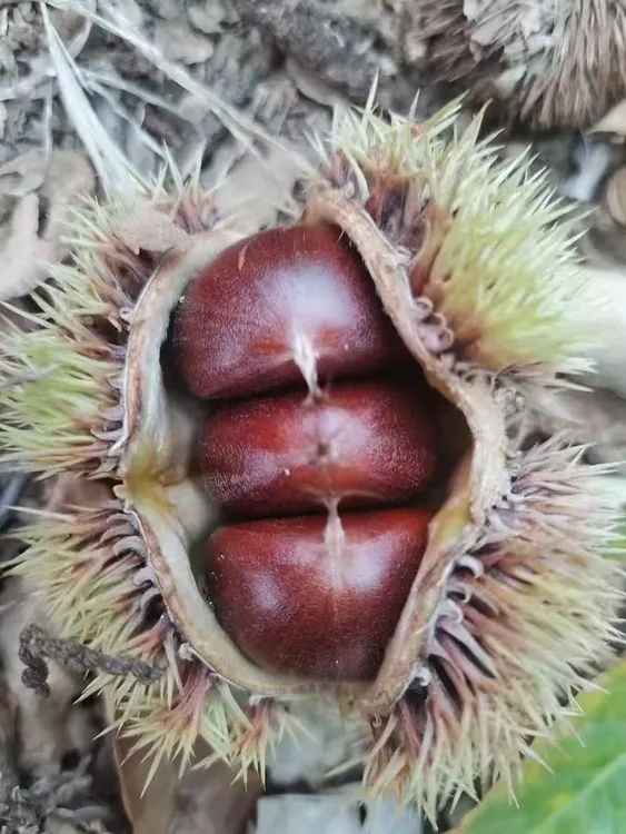 沂蒙山板栗，新鲜好吃