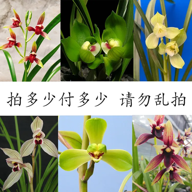 兰花直播链接春兰建兰墨兰蕙兰莲瓣兰春剑一物一拍请勿乱拍