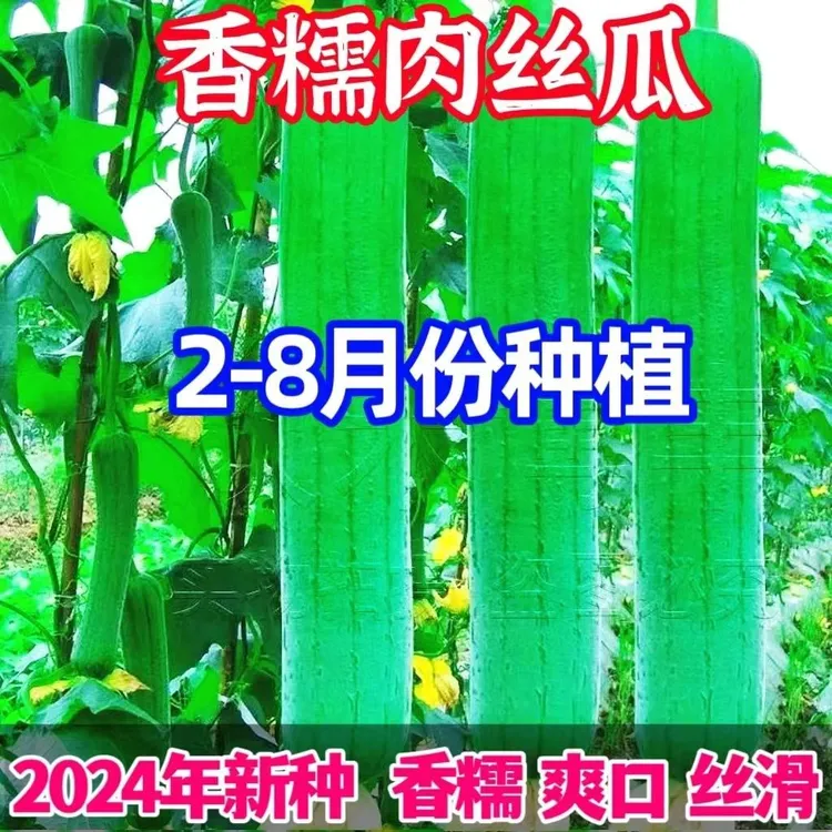 早熟嫩香肉丝瓜种子肉厚好吃四季易种易活阳台盆栽清香瓜果蔬菜籽