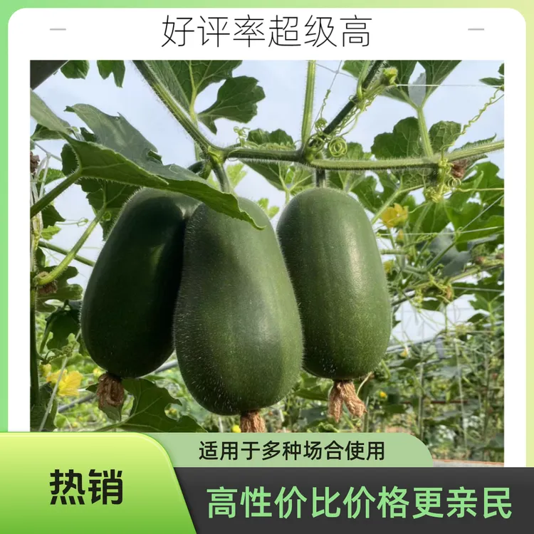 现摘现发迷你小冬瓜 农家自种新鲜蔬菜水果冬瓜 毛节瓜