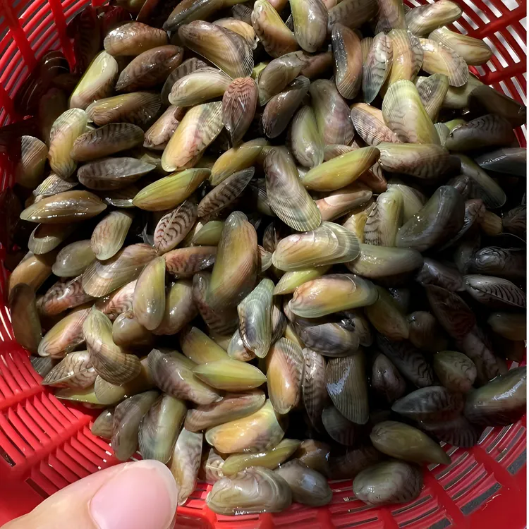 应季海鲜饶平新出鲜活薄壳 海瓜子冰鲜发货拍下送金不换
