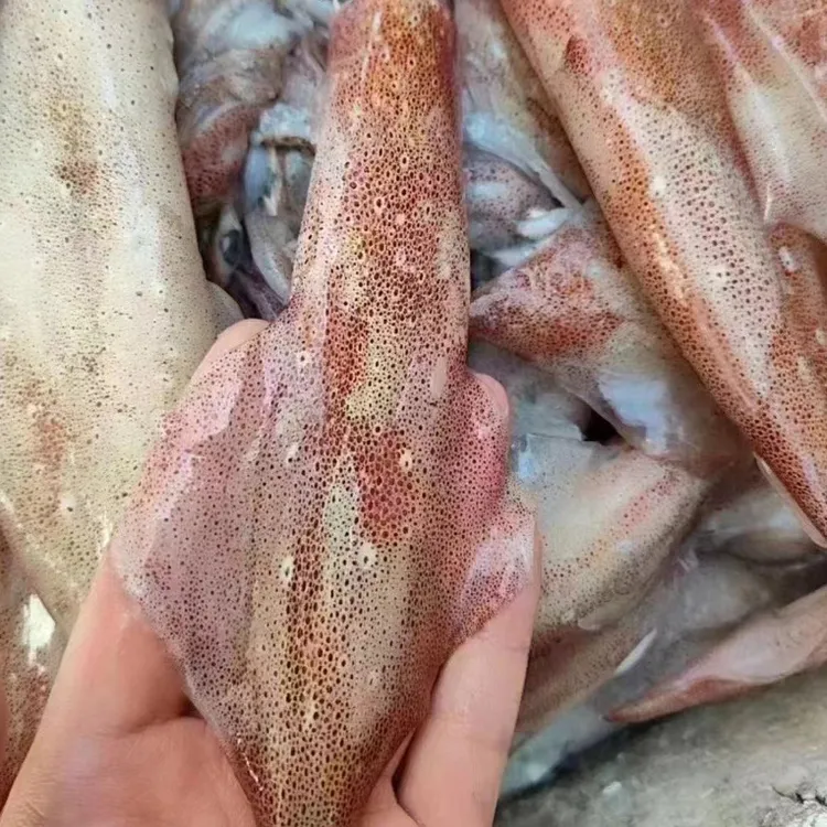 美味海钓活鱿鱼无泡水新鲜鱿鱼海兔子解冻海鲜大鱿鱼食用冷冻深海