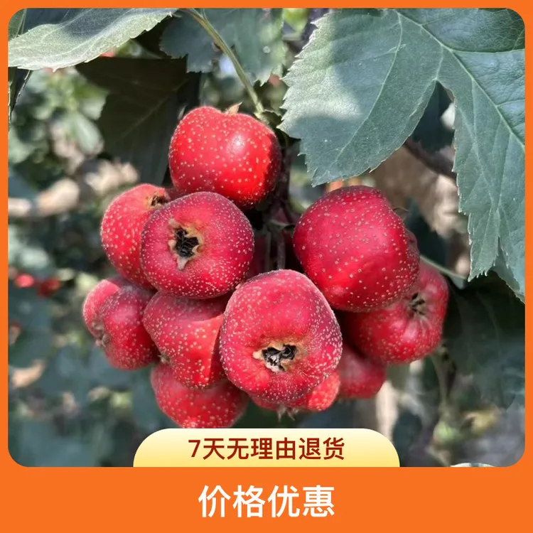 山东大山楂鲜果八月红（大果.一斤32个头）精品果山楂鲜果源头