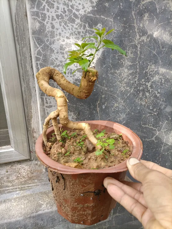 三角梅小叶紫树根老桩清香木老桩三角梅老桩