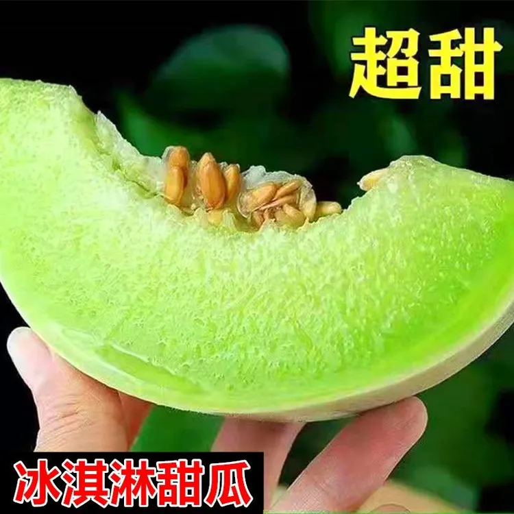 山东冰淇淋玉菇甜瓜净重4.5-9斤坏果包赔新鲜采摘甜瓜产地