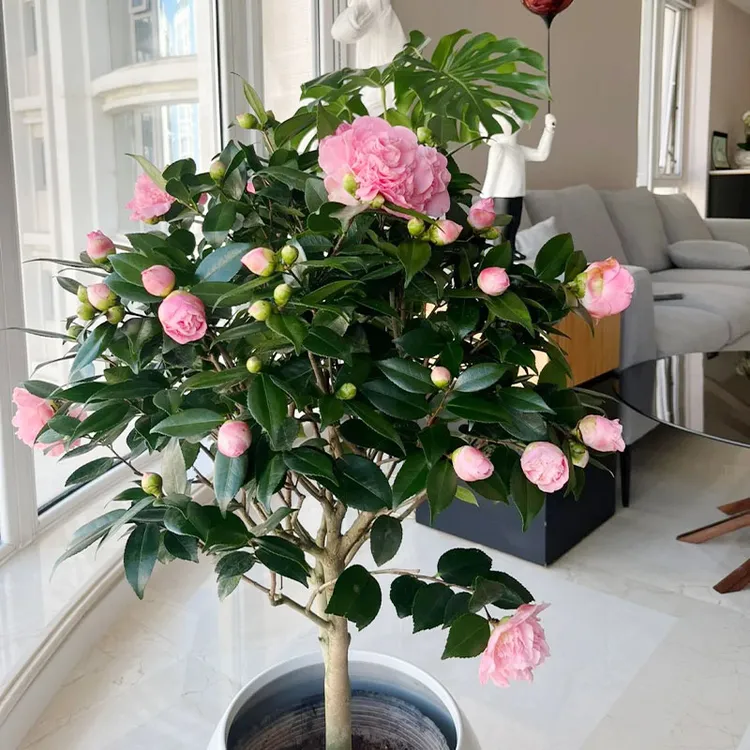 香妃山茶花树苗带小花苞浓香盆栽花卉绿植好养活室内阳台花卉绿植