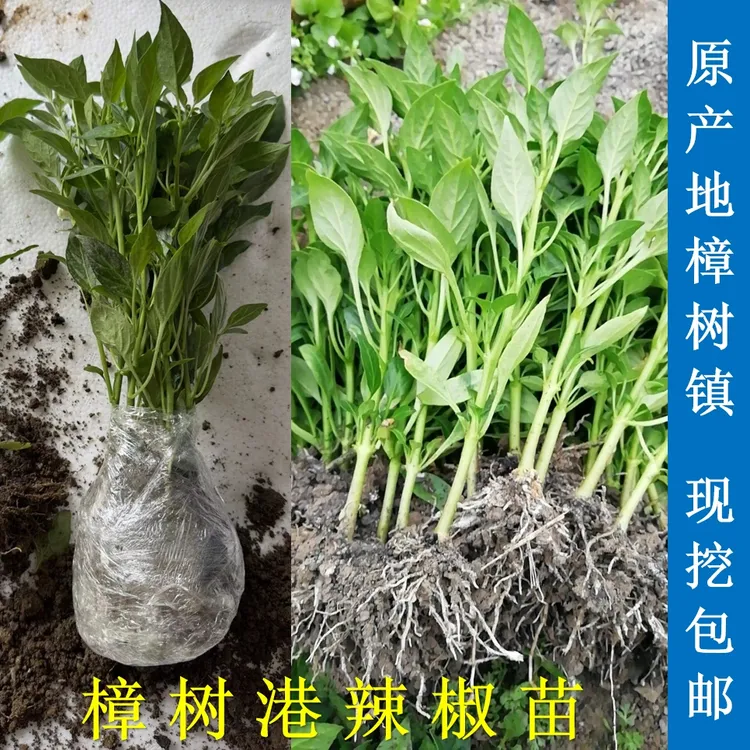正宗樟树港辣椒苗散播早苗大苗阳台楼顶盆栽地栽原产地樟树镇直发