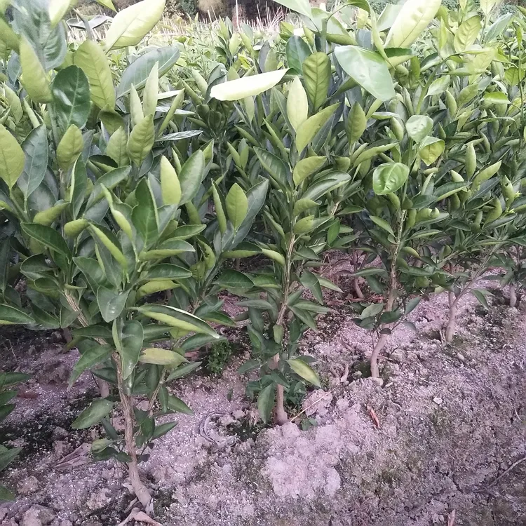 黄岩蜜桔，早熟宫川，涌泉桔，源自柑桔产地黄岩，品种纯正，品质优良。