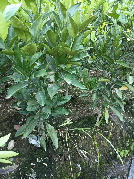 2年早熟宫川，黄岩蜜桔苗，涌泉桔苗，当年结果