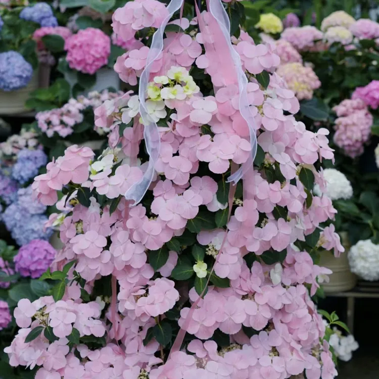 【花相恋】一加仑粉色逃跑新娘现在没有花绣球室内爬藤花园绣球