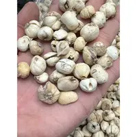 【玉姐精选】高海拔怀中抱月臧呗母纯里予 （非百合）20g/50g