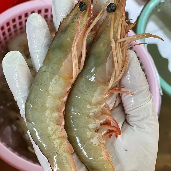 【顺丰包邮】正宗北部湾海鲜广西北海天然海捕大明虾生鲜