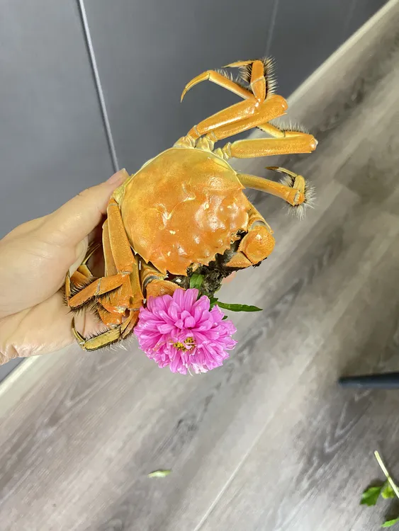 和林水库人工养殖螃蟹