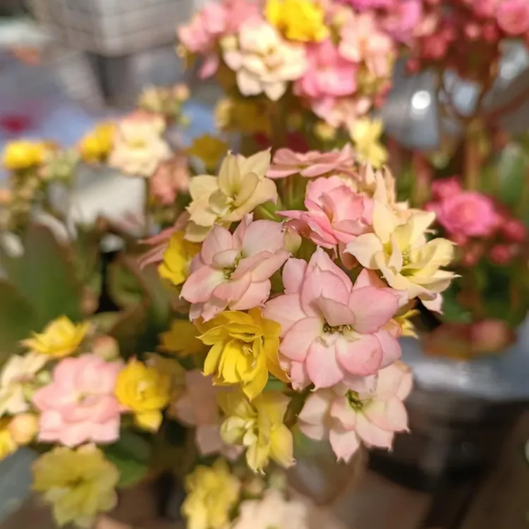 变色龙 经典重瓣变色长寿花 好养室内植物盆栽 带花苞原盆原土