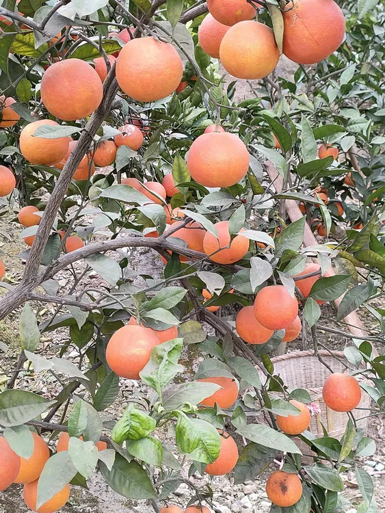 原生态白庙塔罗科血橙采摘自然口感阳光食用头茬采摘自然口感