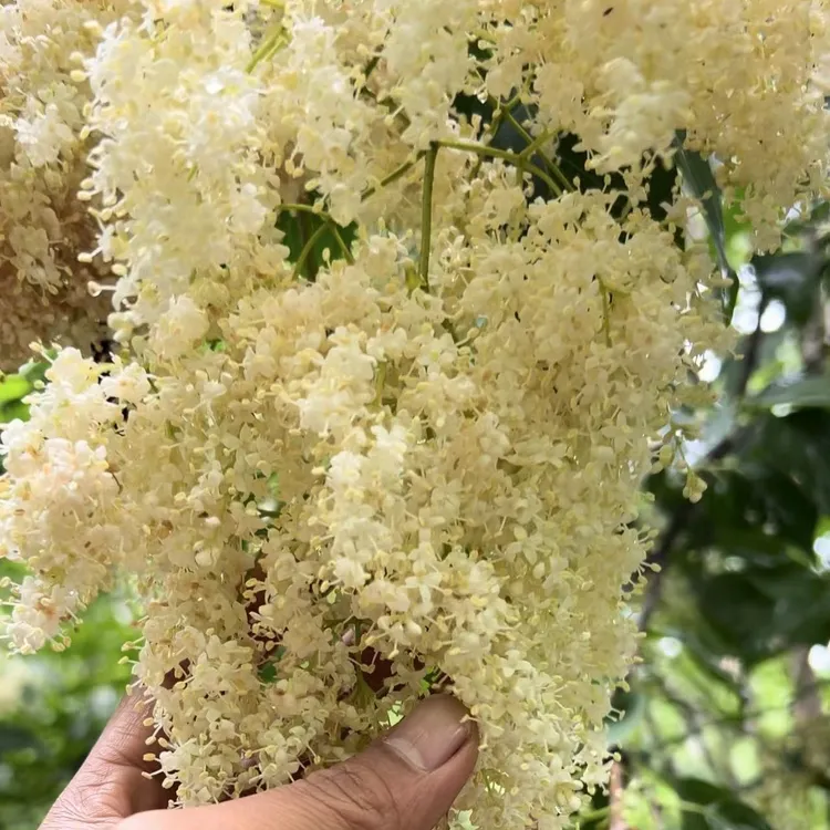 深山【暴马丁香茶】100克