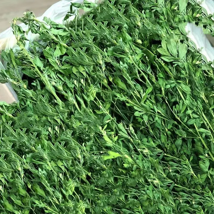 苜蓿草紫花苜蓿草饲料幼兔兔子草龙猫草荷兰猪草牧草兔粮苜宿草