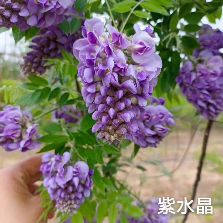 紫水晶紫藤花盆栽爬藤花卉植物浓香四季庭院阳台廊架拱门多年生