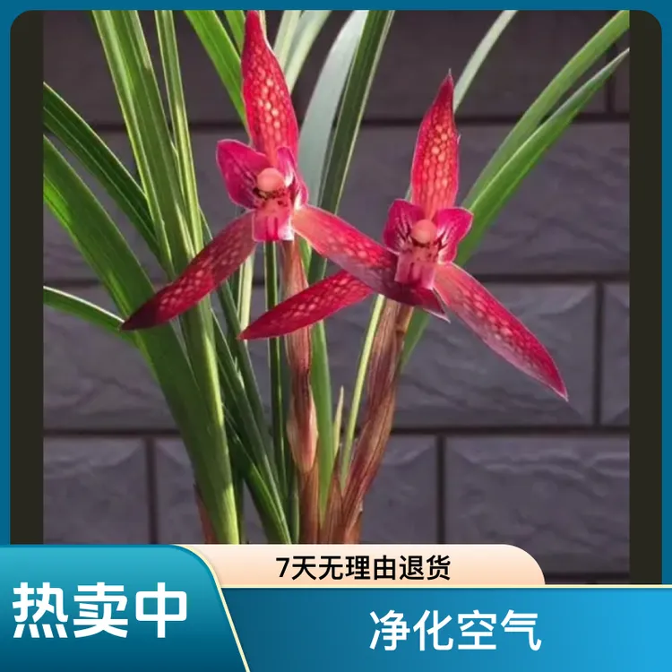 春兰春剑一物一拍