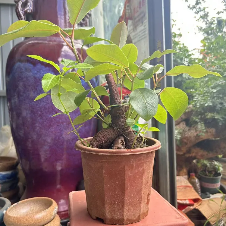 四季常绿室内盆栽（加湿净化空气）提根大叶榕树（可栽吸水石）