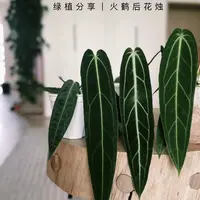 【火鹤后·花烛】好看好养高级ins风植物