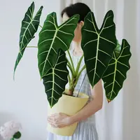【老桩微瑕！天鹅绒海芋】不售后清新绿植天南星科网红