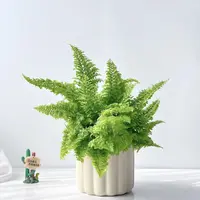 【130#棉花糖蕨】原盆发货室内ins风好看好养绿植盆栽