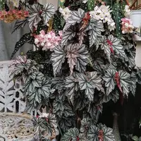 130#【海威】小众ins风超清新绿植盆栽秋海棠