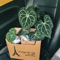 【印尼籽播极密克莱恩】绿植盆栽花期超长容易爆花好看好养