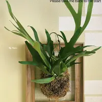 【当季旺苗鹿角蕨】夏日疯长!热植耐热多年生ins风高级桌面盆栽二歧