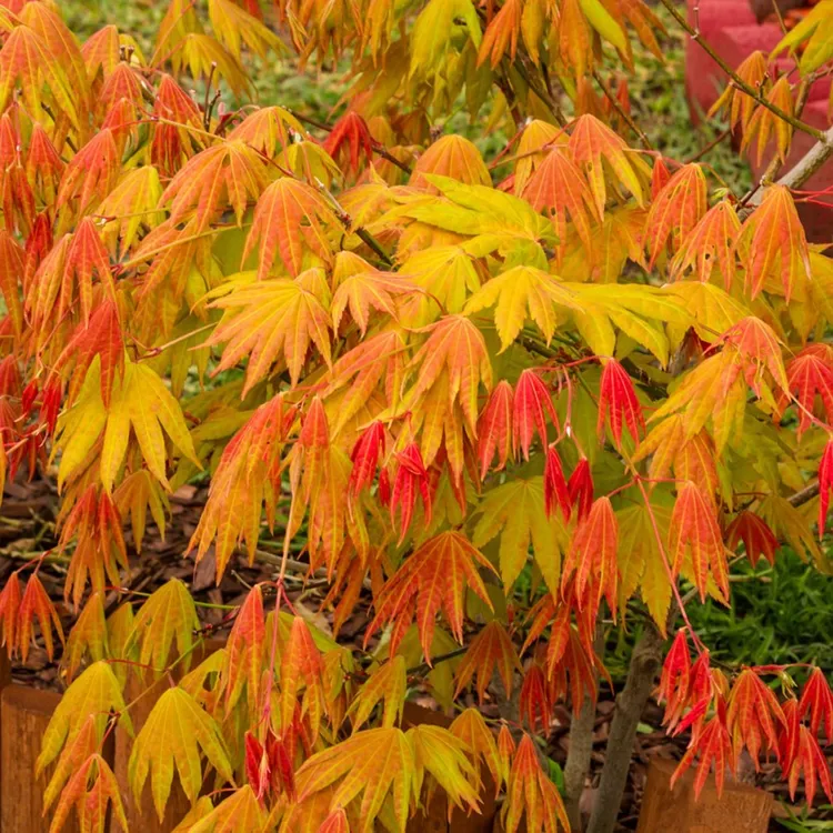 月升枫树 Acer Shirasawanum ‘Moonrise’ 团扇枫树庭院观叶阳台