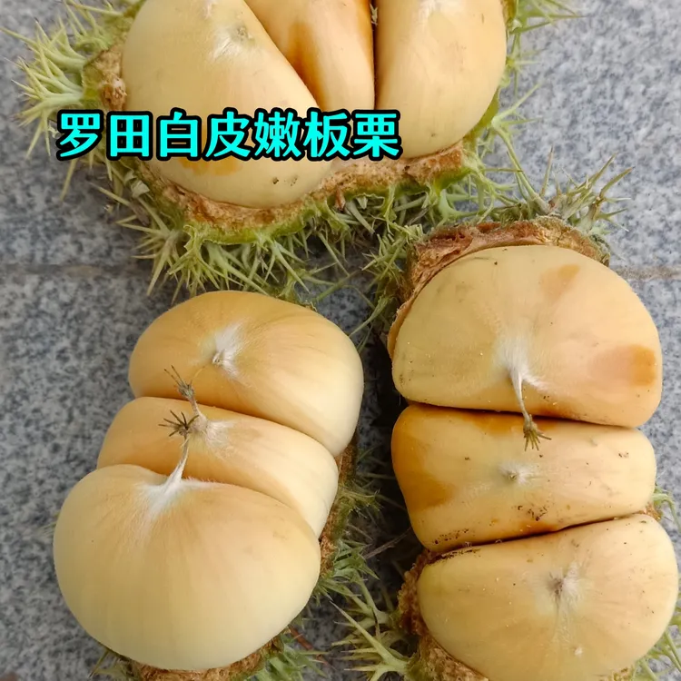 罗田花白壳嫩板栗2025年湖北农家自卖网袋包装