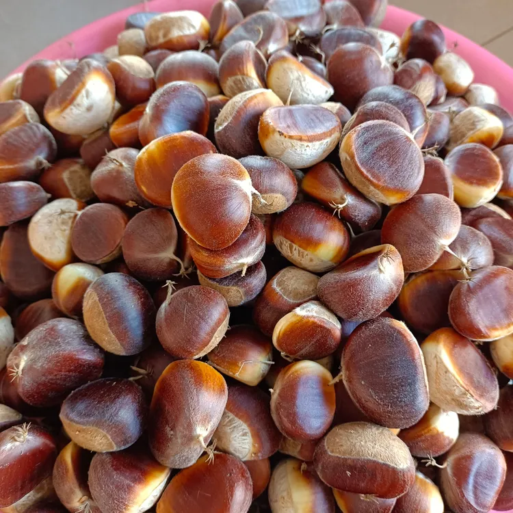 2025年花红壳鲜板栗罗田老栗子